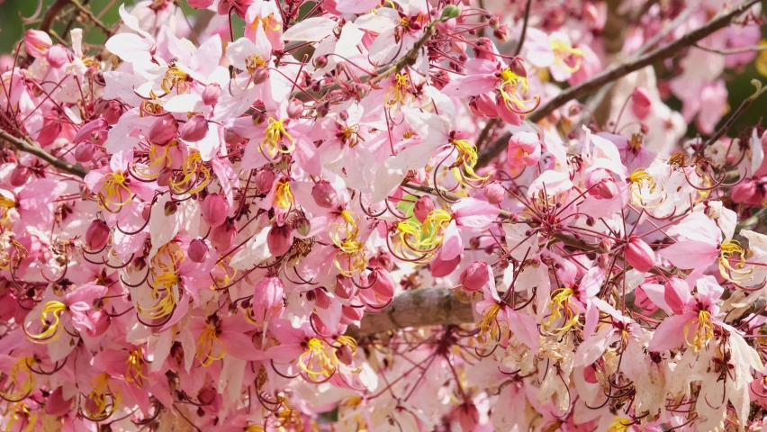 Cherry Blossom or Sakura shaking with a strong wind as seen at a park.