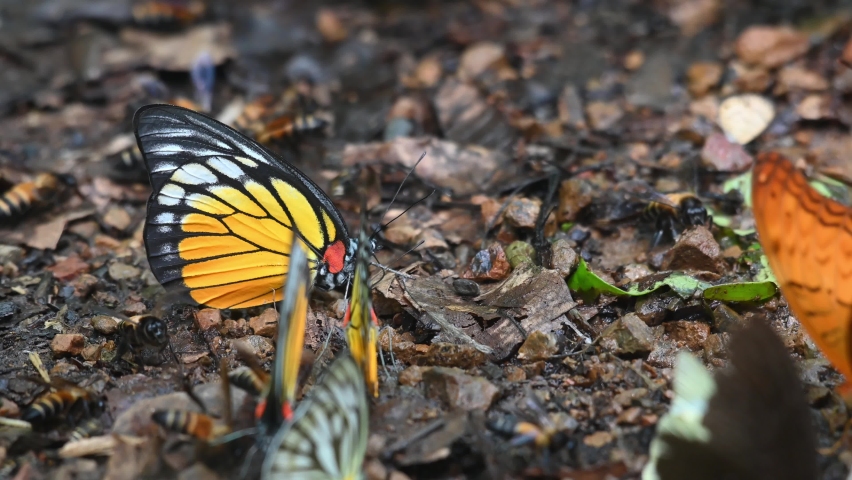 Orange Gull, Cepora iudith, seen in the middle of bees and other butterflies feeding on minerals