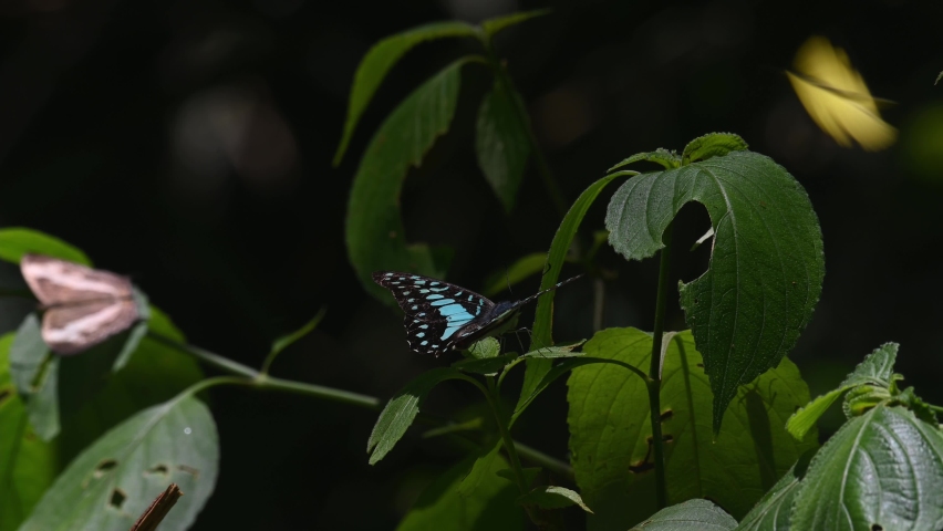 Seen on top of a plant basking under the sun and then flies away; Tailed Jay, Graphium agamemnon, Kaeng Krachan National Park, UNESCO World Heritage, Thailand.