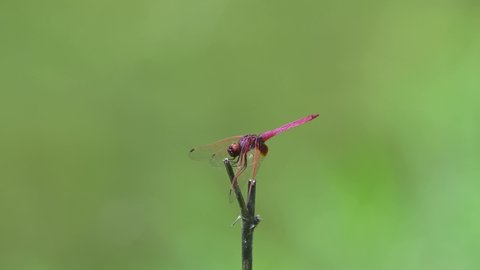 Crimson Marsh Glider, Trithemis aurora, Kaeng Krachan National Park, UNESCO World Heritage, Thailand; perched on top of a twig turning around and then flies away to return again.
