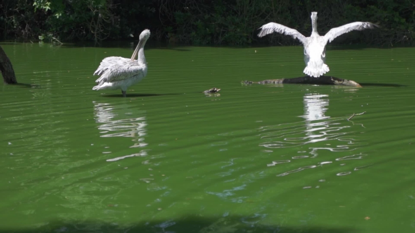 Two great white pelican, pelecanus pelecanus in the pond at zoo Planckendael, one injured bird flapping its wings trying to fly, and the other is preening its feathers.