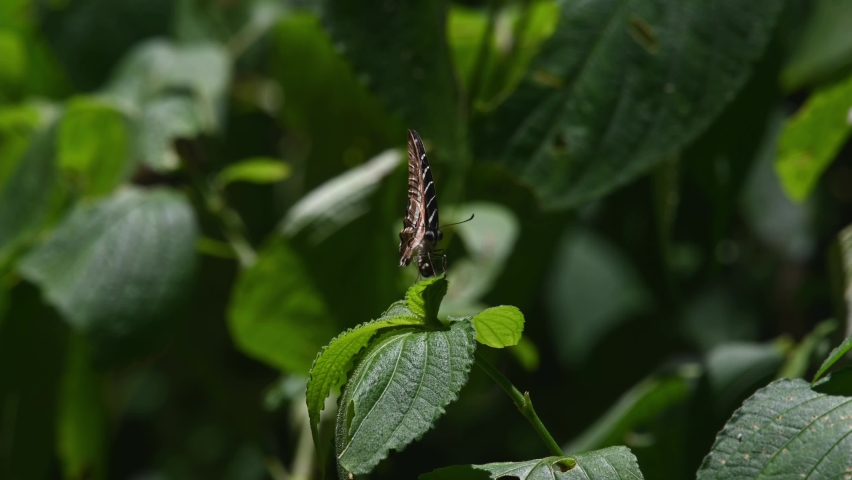 Chain Swordtail, Graphium aristeus, Kaeng Krachan National Park, UNESCO World Heritage, Thailand; seen on top of a plant bending its abdomen as if pollinating or something.