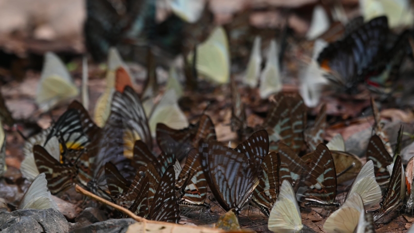 Orange Gull Cepora iudith, Glassy Tiger Parantica aglea, Common Albatross Appias albina, Kaeng Krachan National Park, UNESCO World Heritage, Thailand.