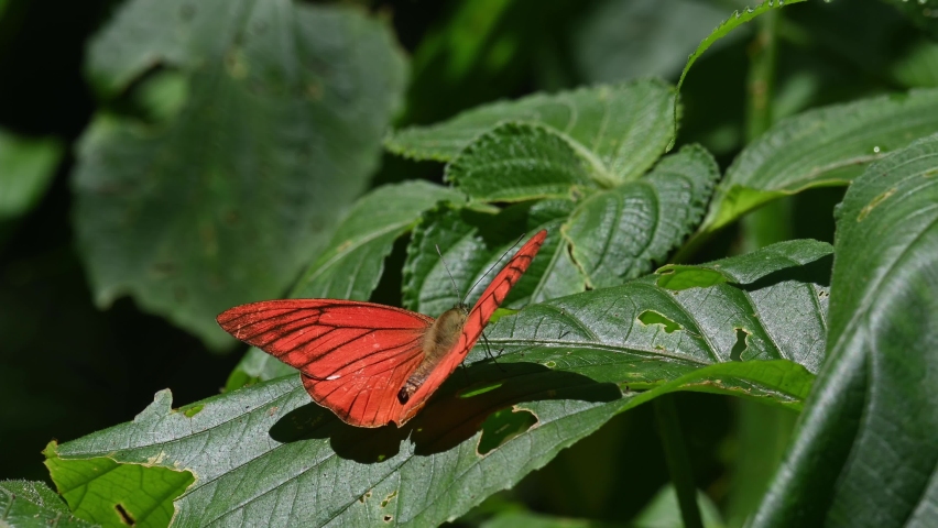 Perched on a leaft and then flies away; Orange Albatross, Appias nero, Kaeng Krachan National Park, UNESCO World Heritage, Thailand.