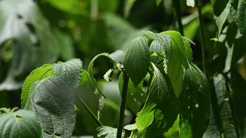 A plant with healthy green leaves moving with a gentle wind in the rainforest of Kaeng Krachan National Park, UNESCO World Heritage, Thailand.