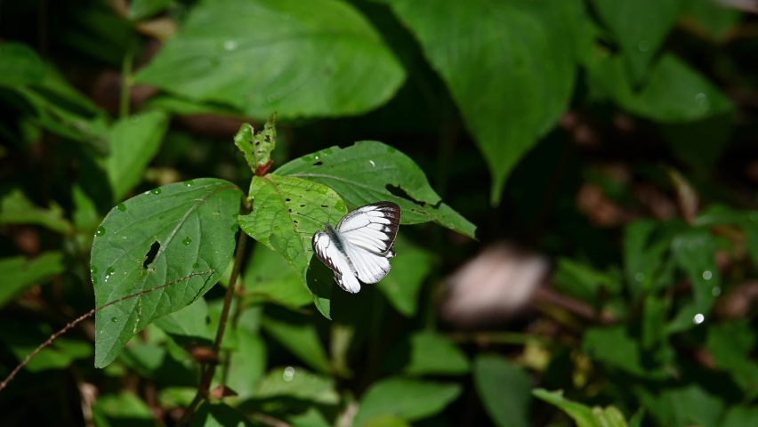 Striped Albatross, Appias libythea, Kaeng Krachan National Park, UNESCO World Heritage, Thailand; seen perched on a leaf of a plant as it is driven away by a Thai Cruiser, Vindula erota.