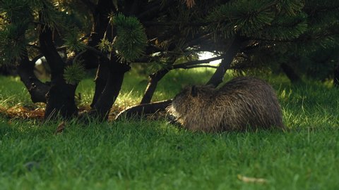 Young Muskrat Eats under the Mozhevelnik Bush on the Green Lawn in the Park at Dawn