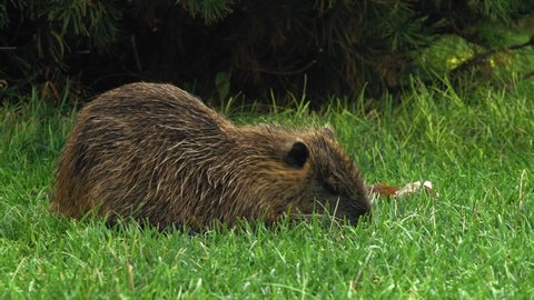 Close-up, Young Muskrat Eats Green Grass in the Clearing in the Park Early In the Morning