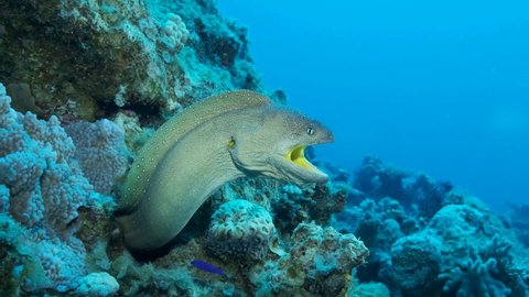 Moray opens its mouth wide peeping out of its hiding place. Yellow-mouthed Moray Eel (Gymnothorax nudivomer), Slow motion