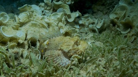 Scorpionfish hiding among sea grass and algae. Tasseled Scorpionfish, Small-scaled Scorpionfish (Scorpaenopsis oxycephala). Slow motion