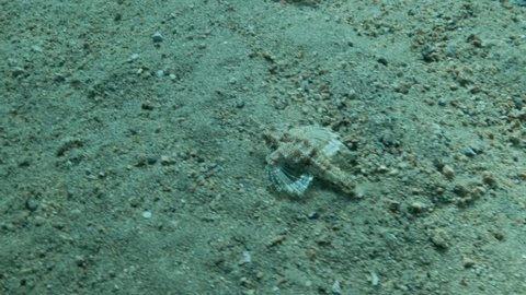 Seamoth moves on the sandy bottom in shallow water in sun rays. Pegasus, Little Dragonfish or Common Seamoth (Eurypegasus draconis). Slow motion