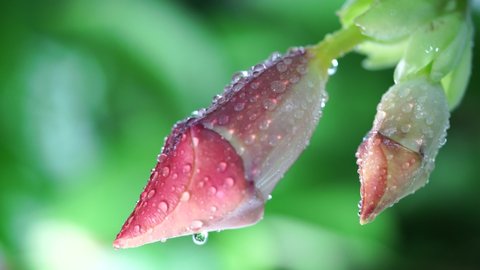 A purple bud flower shaped like a penis in the rain on a nature green blur background