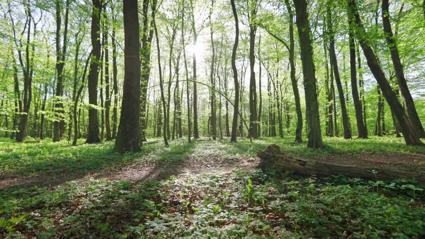 A cyclist is riding along a forest path. He is going around a fallen tree. Training on an MTB bike in the forest. The sun is shining through the trees. The camera is approaching him. 4K 