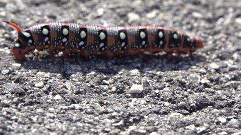 Close up view of spurge hawk-moth caterpillar Hyles euphorbiae with red horn crawling on the road 