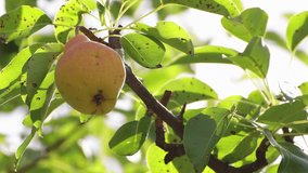 A yellow pear hangs in green foliage. It's time to harvest the fruits. Healthy food concept, vegetarian diet of raw food. Non-GMO organic food. Background, backdrop, splash. UHD 4K.