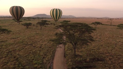 DRONE: Two hot air balloons fly over a dirt road crossing the breathtaking Serengeti park on a sunny summer evening. Aerial view of tourists ballooning across the scenic African wilderness at sunset.