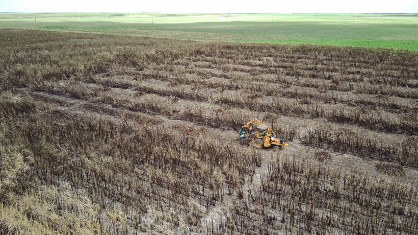 Top view of workers harvesting a sugarcane plantation in the rural area of Santa Rita, Paraíba State - Brazil.
