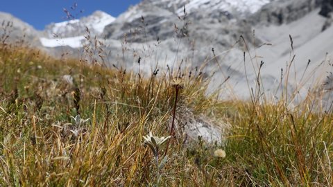 Edelweiss in the Stelvio National Park in Valtellina, Italy