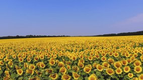 sunflower field. aero. top view. aerial drone video. A flying over sunflower fields. Blooming bright yellow sunflowers on farming fields against blue sky. summer day. Agriculture.