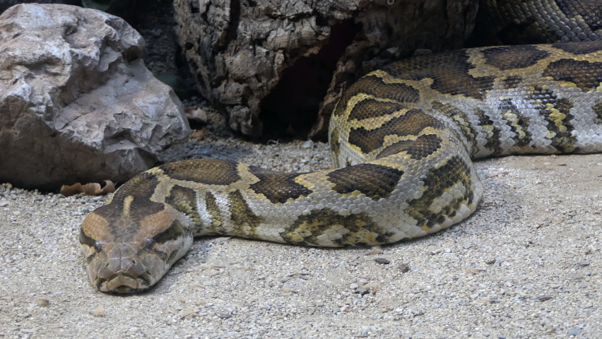Python resting on sand of zoo enclosure. Close up of snake, reptile in zoological garden cage