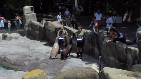 BARCELONA, SPAIN - JULY 2021: Barcelona zoo with man and woman working as keepers and feeding sea lions. Staff members at work with animals and giving marine mammals food near water pond