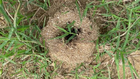 Ant's Hill with spherical cone consists of soil and sand digging from the ground. closeup of an ant hills or ant colony made out of mud