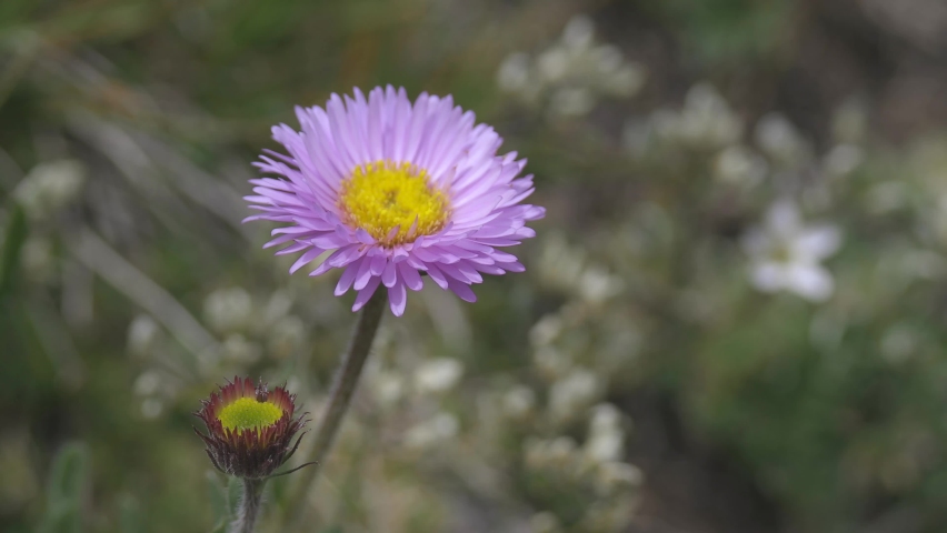 Macro of white and purple flower with yellow center image - Free stock ...