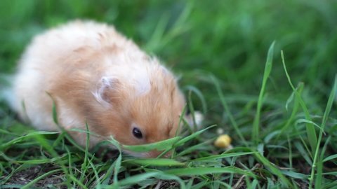 hamster sits and eats nut on a green background