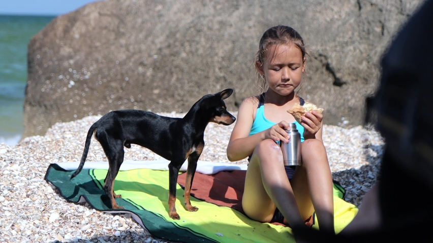 Child girl is eating on the beach and sharing food with her dog. High quality 4k footage