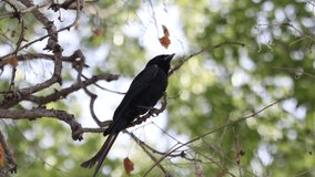 The black drongo. A singing bird that makes many noises.