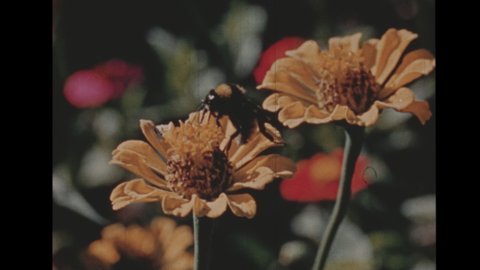 1940s Los Angeles, CA. Montage of Flowers shot on Kodachrome. Close up of a pink rose, a water lily, and bumble bee on a yellow sunflower. 4K overscan of vintage archival 16mm Film print. 