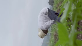 A Hispanic male farmer removing weeds from his garden in 4K