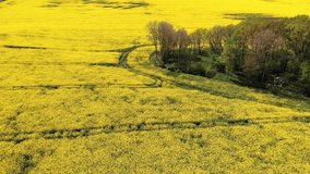 A 4K aerial footage of a large yellow rapeseed field during daylight