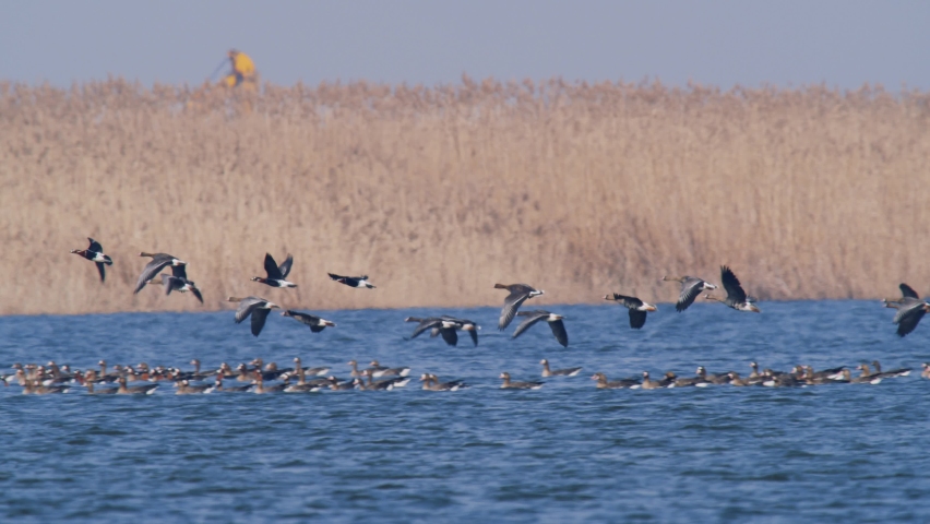 wild geese flying over the lake in cold season