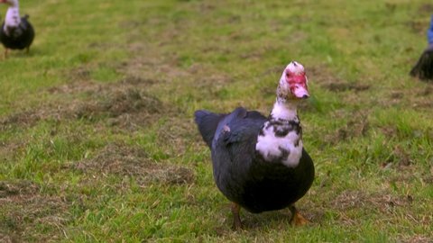 A close up of a Muscovy duck walking in the farmland on the grass in  Azores Portugal