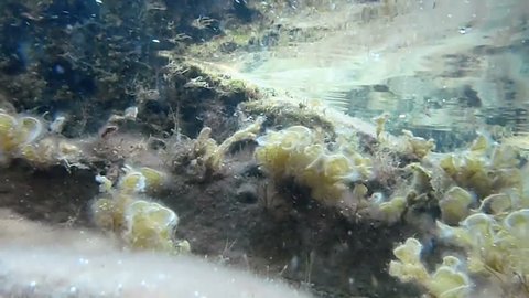 Underwater plants near water surface