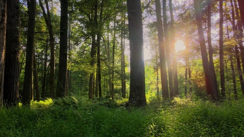Smooth drone video footage of a magical, lush, green forest with beautiful golden light during summer. This was shot in the Appalachian Mountains, in the Catskill mountains in New York's Hudson Valley Royalty-Free Stock Footage #1078756538