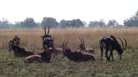 Wide shot of a herd of Sable antelopes resting in the dry grassland of Botswana. 
