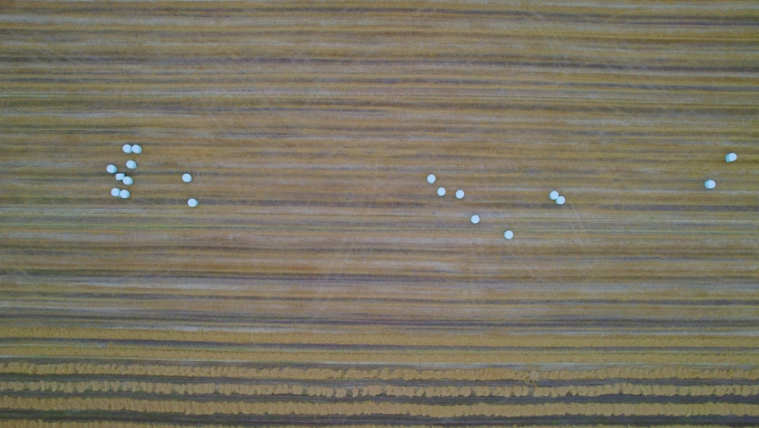 Top down drone aerial view, round plastic wrapped hay balls in fiels, sideways dolly