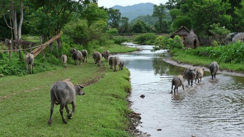 Water buffalo grazing in green pasture, domestic Asian water buffalo walking near the river in north of Thailand.