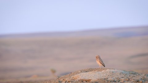 Burrowing Owl Standing On The Ground And Looking Around At Grasslands National Park In Saskatchewan, Canada. wide shot