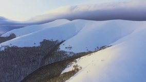 High steep snowy mountain covered with evergreen writing trees on a sunny cold bright day, aerial UHD 4K video