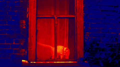 A young cat is playing outside the window of a village house. Shooting from outside. Illustration of thermal image