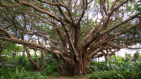 Huge Banyan tree in Taipei. Taiwanese art historian. Tongliang Great Banyan. Taipei, Taiwan.