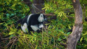 Black-and-white ruffed lemur also known as Varecia variegata eating leaves. This monkey is an endangered species of ruffed lemur, one of two which are endemic to Madagascar. 4K UHD video.
