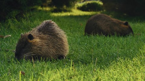 Two Muskrats Eat Grass in the Clearing in the Park on the Background of the Bushes of Blackberry in the Rays of the Morning Sun