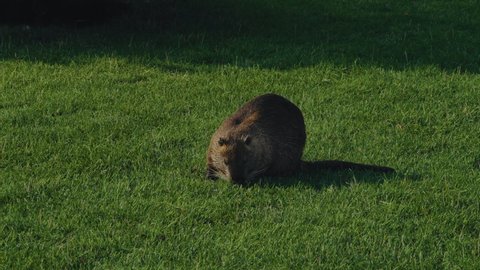 Muskrat Eats Grass in the Clearing in the Park Illuminated by the Morning Sun