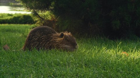 Young Muskrat Eats Grass on the Shore of the Lake in the Park Early In the Morning