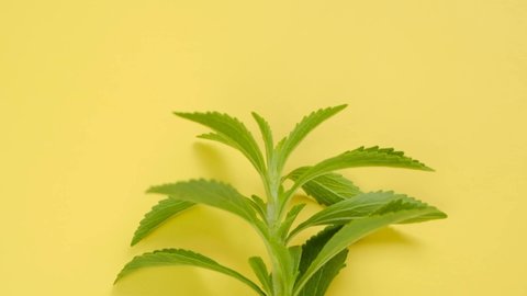 Stevia rebaudiana. Low Calorie Vegetable Sweetener. stevia plant. Green branches of stevia on bright yellow background.