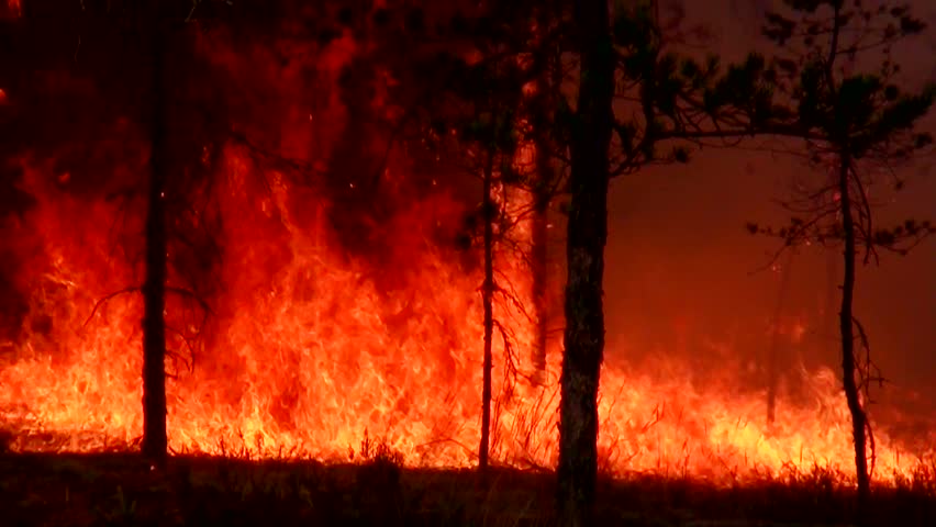 Fire forest. Storming and raging big fire in the forest. Wildfire in the forest is burning moss. Ecological disaster. Fire spreads and burns the ground. Wind strengthens fire. A fierce flame. Royalty-Free Stock Footage #10787780